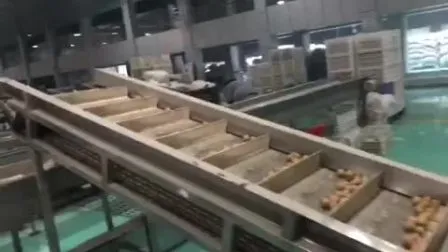 Proveedor de nueces chinas Mitades de nueces de color ámbar claro Mitades de nueces extra ligeras